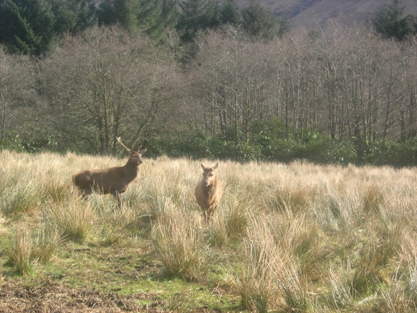 Glen Etive