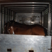 de paarden geladen
