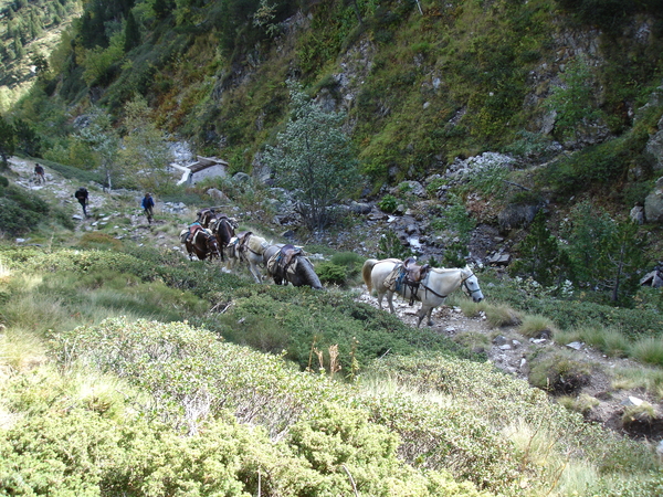 eerst de paarden daarachter de ruiters te voet