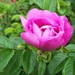 Rosa Rugosa