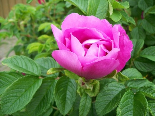 Rosa Rugosa