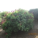 RHODOS 2009 074