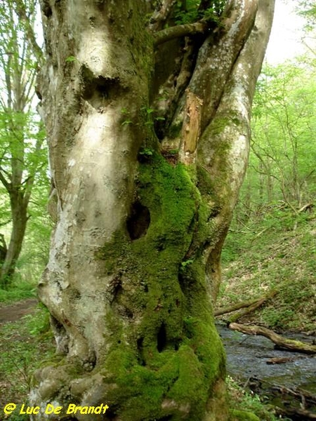 Ardennen Adeps wandeling Gochene