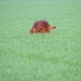 wandelen 2009 (44)