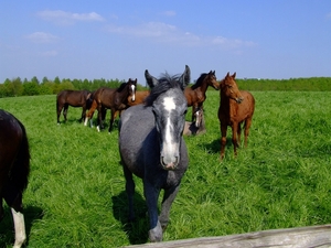 wandelen 2009 (66)