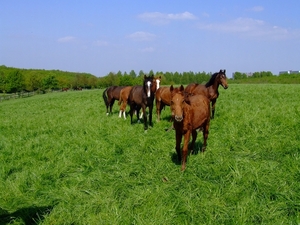 wandelen 2009 (67)