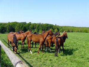 wandelen 2009 (74)