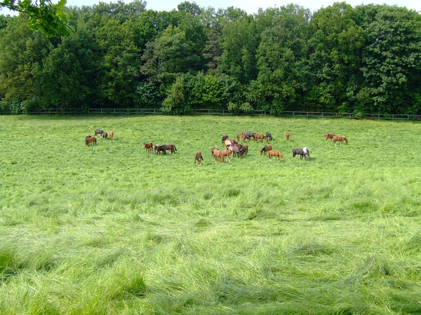 Wandelen 2009 092