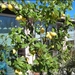 de lente