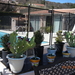 cactus plantjes