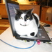 felix gaat ook op internet