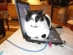 felix gaat ook op internet