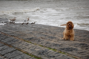 Blankenberge