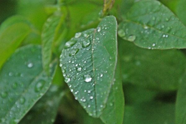 regen 2