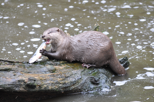 Bever