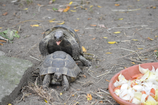 Schildpad