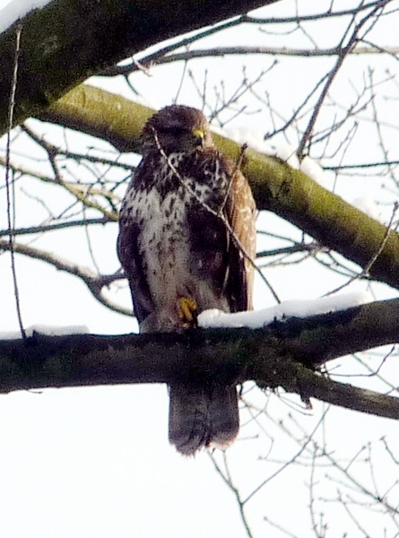 Vogels