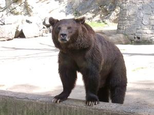 Bruintje in de Grot Van Han dierenpark