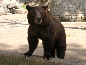 Bruintje in de Grot Van Han dierenpark