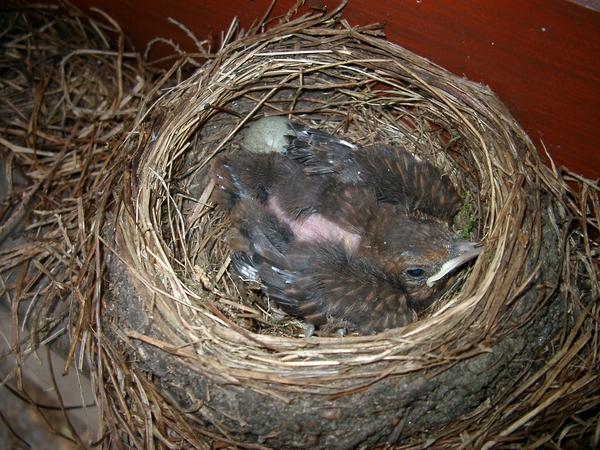 Vogel