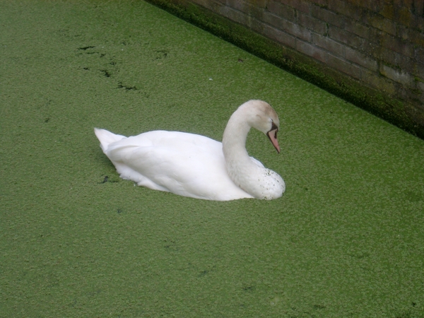 Zwaan