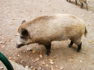 Grot Van Han - Dierenpark