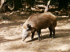 Grot Van Han - Dierenpark