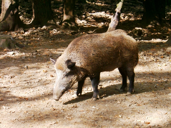 Everzwijn
