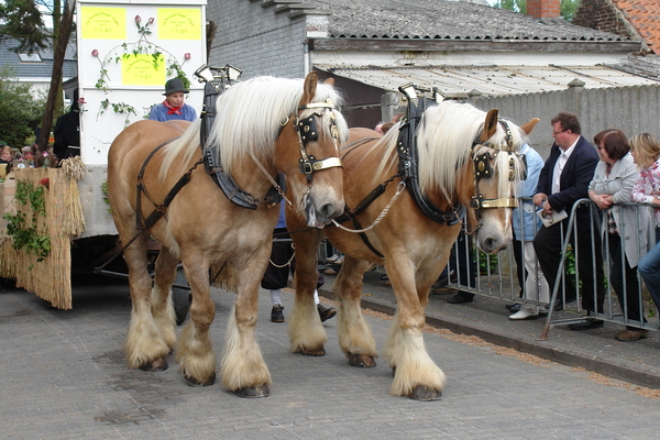 elsengem81