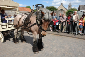 elsengem139