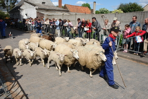 elsengem146