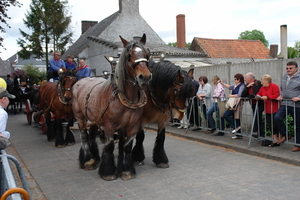 elsengem263