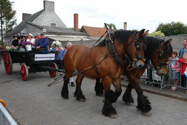 elsengem313