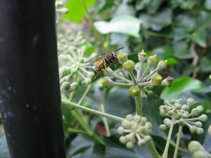 Imacro opname wesp op klimop