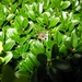 macro opname spin op buxus