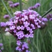 Macro opname verbena
