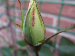 macro opname rozenknop