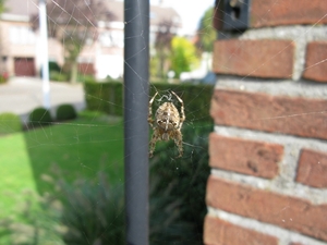 macro opname kruisspin