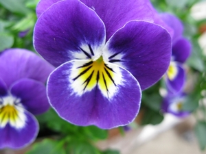 Imacro opname viooltje