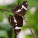 vlinder23