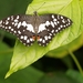 vlinder16