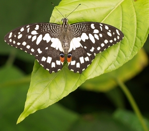 vlinder16