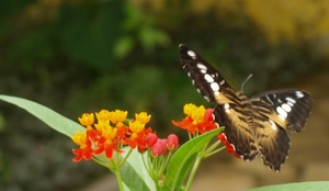 vlinder26