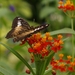 vlinder 2