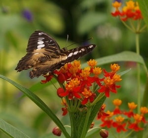 vlinder 2