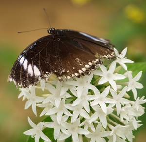 vlinder 22