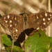 Vlinder 3