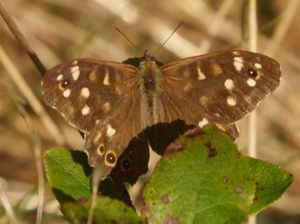 Vlinder 3