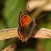vlinder