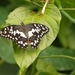 vlinder1